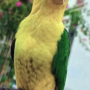 A Green Caique Parrot Bird Missing from Madinat Al Riyad