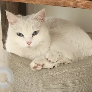 A White Domestic Shorthair Cat Missing from Qartaj Street, Khalifa City