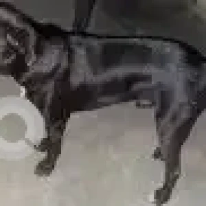A Black Indie Dog Missing from Sec 38/A Chandigarh-2