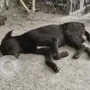 A Black Indie Dog Missing from Pragati Vihar, New Delhi