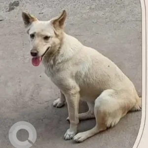 A White Indie Dog Missing from Rana Pratap Bagh