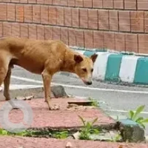 A White-Brown Mix Indie Dog Missing from Karnataka Chitrakala Parishath, Kumara park-2