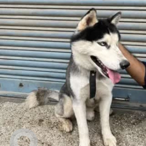 A Black and White Siberian Husky Dog Found from M C Layout, Bengaluru-2