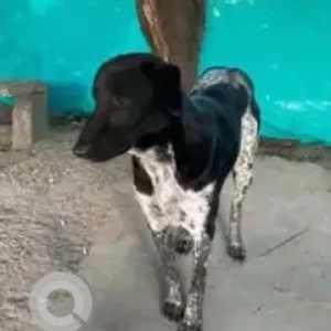 A Black and White Indie Dog Missing from Sivanchetti Gardens, Bengaluru