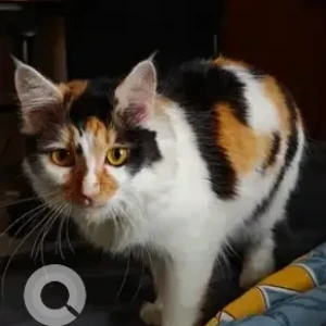 A Black and White Indie Cat Missing from BTM Layout 2nd stage, Anugraha Layout, Bilekahalli-2