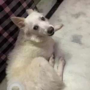 A White Pomeranian Dog Missing from Naraina, New Delhi
