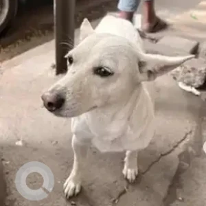 A White Indie Dog Found from IDC cafe, Residency Road-2