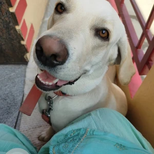 A White-Brown Mix Indie Dog Missing from Kamakshipalya