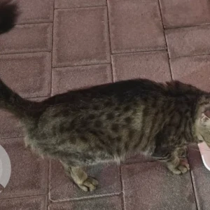 A Dusky Domestic Shorthair Cat Found from Geant hyper market Motor City-4