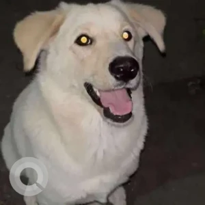 A White Labrador Indie mix Dog Missing from Amba Kolma, near Hornbill Gym