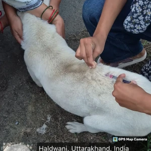 Rabies vaccination-59