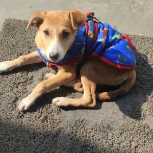 A White-Brown Mix Indie Dog Missing from Geeta colony