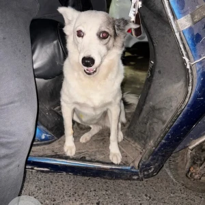 A White Indie Dog Found from Shakti nagar