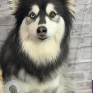 A Black and White Pomerian/Husky Mix Dog Missing from Pin Oak Cir / Old County Rd