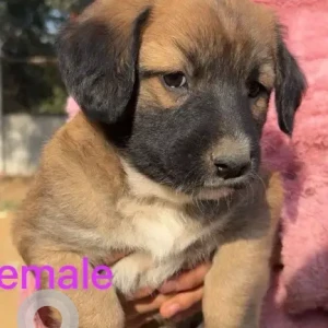 Female Indie Dog Adoption for Adoption in Dwarka sec14