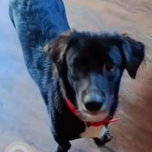 A Black Cocker mix Dog Missing from Sangolda, Saligao
