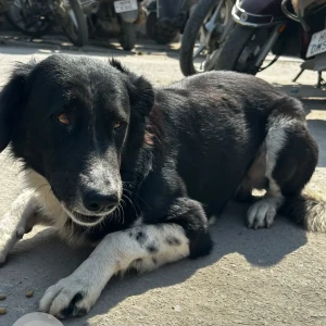A Black and White Indie Dog Found from Huda City Centre