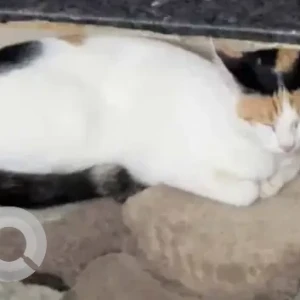 A Grey-White Mix Indie Cat Missing from Kalyan Nagar-2