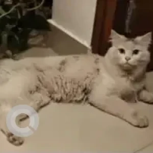 A Light Brown Persian Cat Found from Thanisandra-3