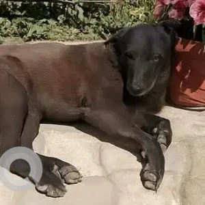 A Black Indie Dog Missing from DLF Phase 3