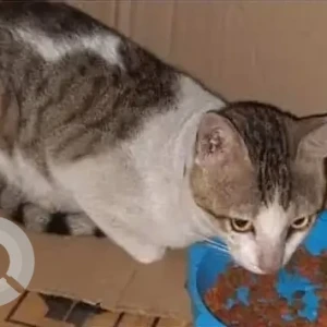 A White and Grey Calico Cat Found from Aundh, Pune