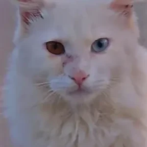A White Turkish Angora Cat Missing from Kankanagar 17th cross
