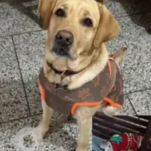A Light Brown Labrador Dog Missing from Baltana