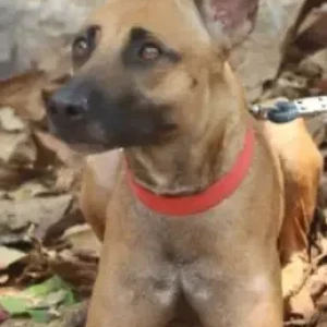 A White-Brown Mix Indie Dog Missing from Bengaluru-2