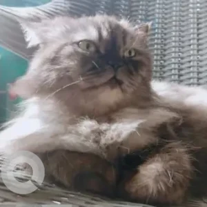 A Grey Persian Cat Missing from Amritsar