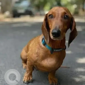 A Brown Dachshund Dog Missing from Nageshwara Rao Park, Mylapore