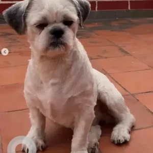 A White-Brown Mix Shih Tzu Dog Missing from Banjara layout, s2 zinnia apartment-2