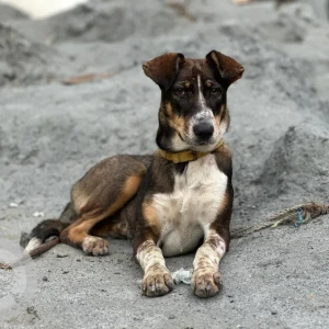 A Black and Brown Indie Dog Missing from Bhoganahalli road, Panathur