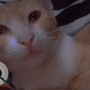 A White-Brown Mix Indie Cat Missing from Vikram Nagar, New Delhi