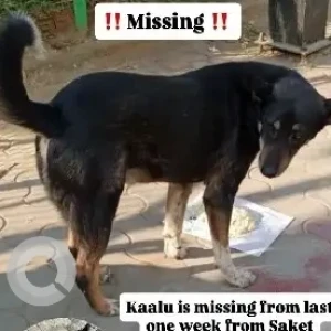 A Black and Brown india Dog Missing from Lado Sarai, Delhi NCR
