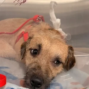 A Light Brown Terrier X Dog Found from Dorchester-2