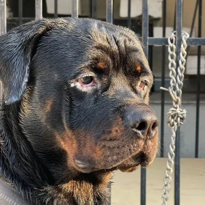 A Black and Brown Rottweiler Dog Missing from Mohali