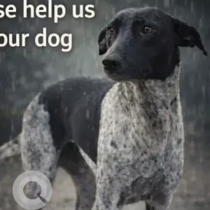 A Black and White Indie Dog Found from Sector 45