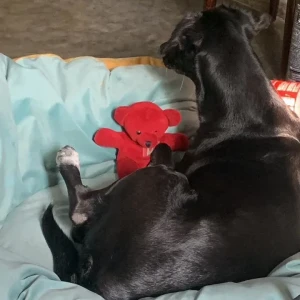 A Black and White Indie spitz Dog Missing from Andhrapul near cantt roadways bus stand-2
