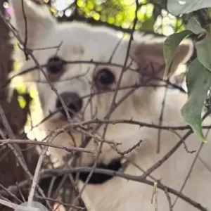A White Pomeranian Dog Found from Trident hotel divider