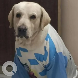 A White Labrador Dog Missing from Dadar West Ranade