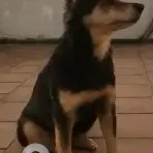 A Black and Brown Pomeranian mix Dog Missing from Veerapandian Street, Vyasarpadi-2