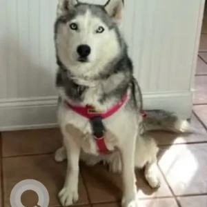A White and Grey Husky Dog Missing from Douglas Rd / Lackey Dam Rd