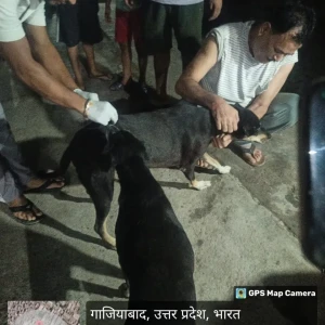 Rabies vaccination-87