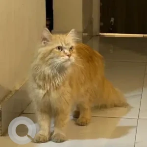 A Light Brown Persian Cat Cat Found from Marvel, pride regency, Viman Nagar