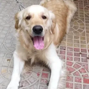 A White-Brown Mix Golden Retriever Dog Found from Shantineketan Road Bannerghatta