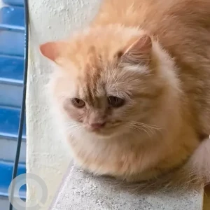 A Brown Persian Cat Found from Jayashree Super speciality hospital-3
