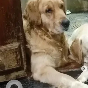 A Golden Golden Retriever Dog Missing from Ivarakondapura, Bengaluru