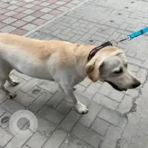 A White-Brown Mix Labrador Dog Found from Koramangala, Bengaluru-2