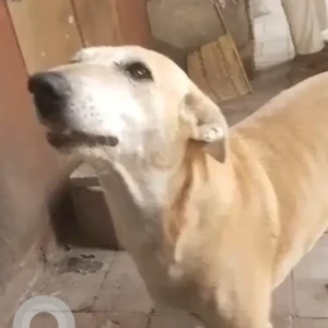 A White-Brown Mix Indie Dog Missing from New Delhi-2