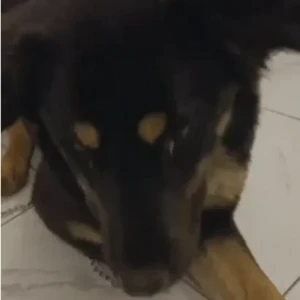 A Black and Brown German Shepherd  mix Dog Found from Astha kunj